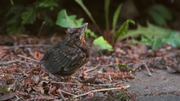 Genç yavru kuş besleniyor — Stok video