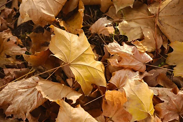 Gefallene Herbstblätter — Stockfoto