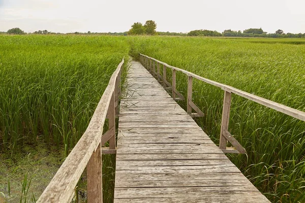 Swamp walking path — Stock Photo, Image