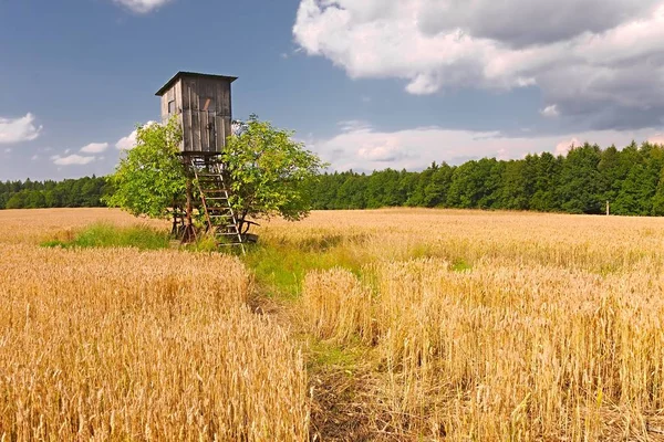 Detalhe do campo de trigo — Fotografia de Stock