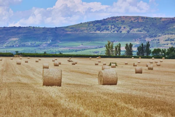 Landwirtschaftliches Feld mit Ballen — Stockfoto