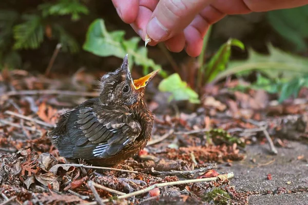 Young baby bird being fed — Stock Photo, Image