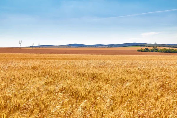Детали поля пшеницы — стоковое фото