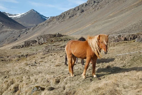 野原での馬の放牧 — ストック写真