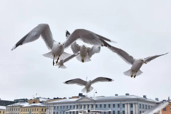 Seagulls in air — Stock Photo, Image
