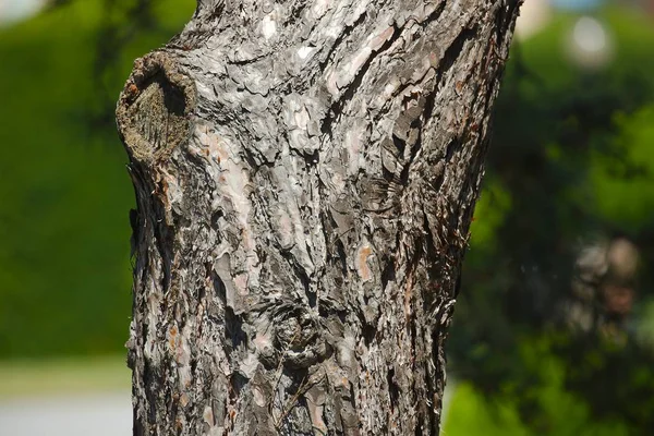 Primo piano tronco d'albero — Foto Stock