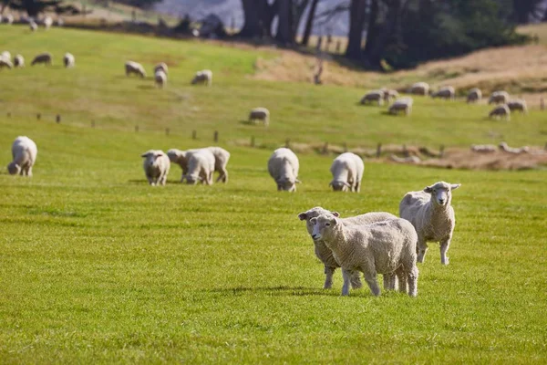 草の中の羊は — ストック写真