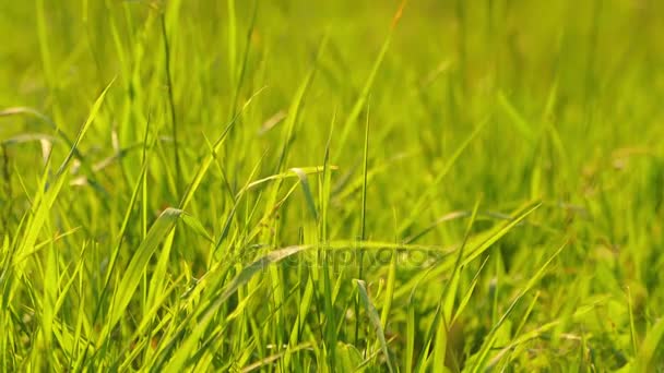Champ d'herbe verte