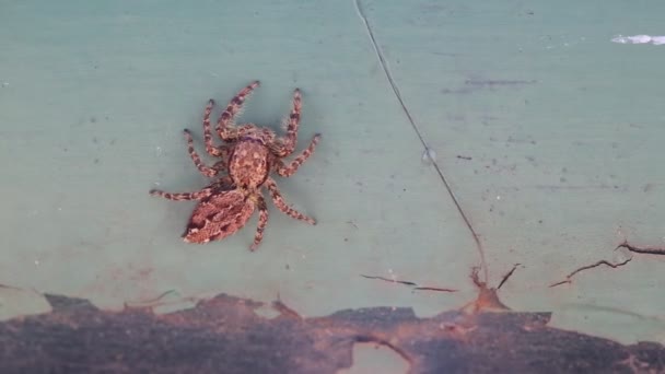 Spider moving away — Stock Video