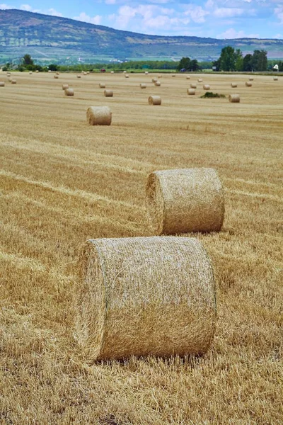 Landwirtschaftliches Feld mit Ballen — Stockfoto