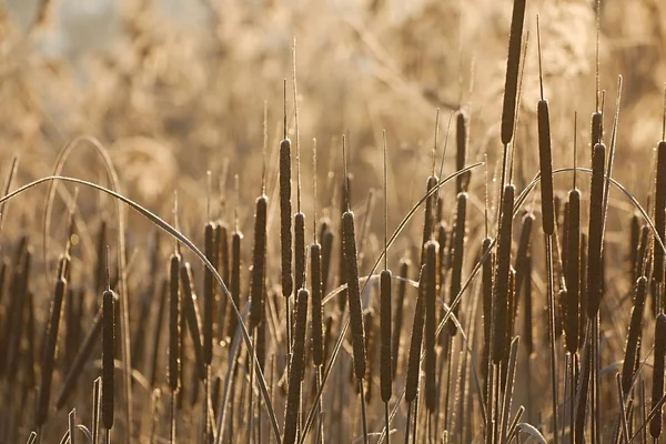 Bulrush on the lakeside — Stock Photo, Image