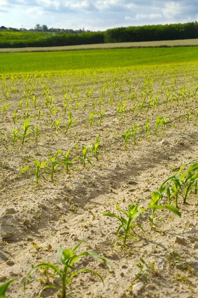 Campo agrícola con plantas —  Fotos de Stock