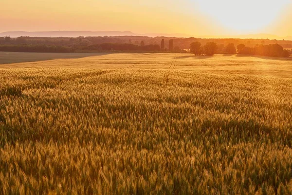 Údaj o pšeničném poli — Stock fotografie