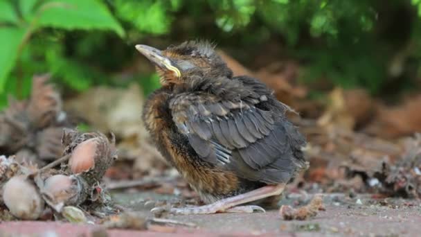 Joven bebé pájaro sentado en el suelo — Vídeo de stock