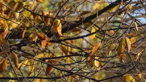 Detal drzewo jesień — Wideo stockowe