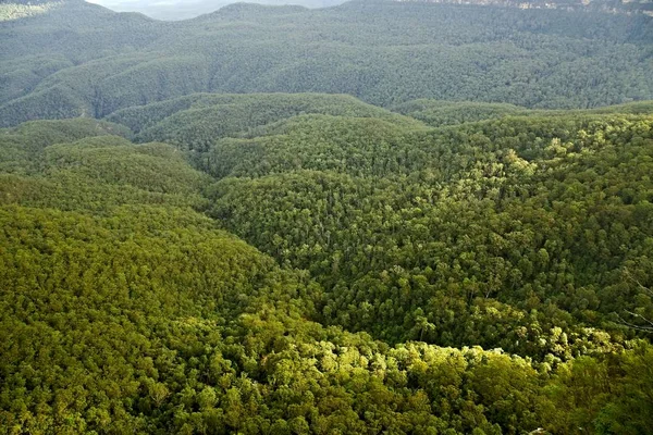 Árboles en el bosque — Foto de Stock