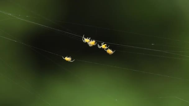 Крохотный паук ползает — стоковое видео