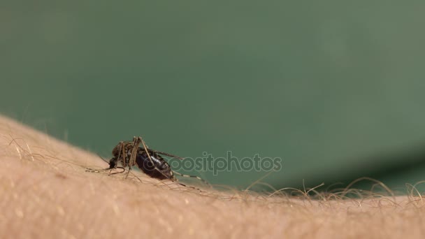 Mosquito mordida close-up — Vídeo de Stock