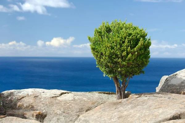 Δέντρο σε γκρεμό στον ωκεανό — Φωτογραφία Αρχείου