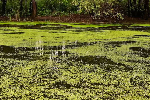 Superficie dell'acqua con piante — Foto Stock