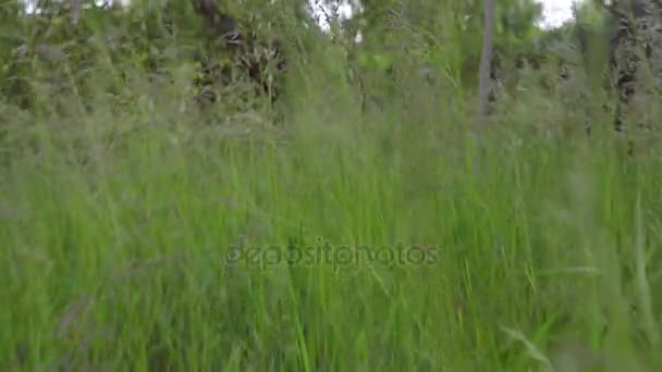 Kriechen im Gras — Stockvideo