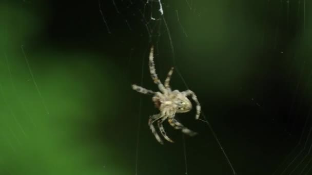 Паук делает свою паутину — стоковое видео
