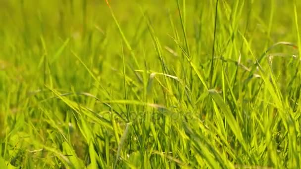 Champ d'herbe verte