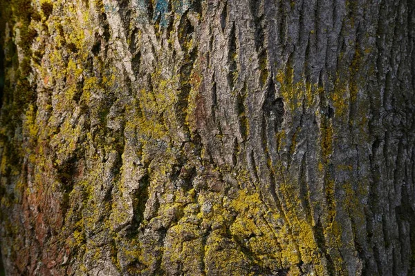 Tree trunk close-up — Stockfoto