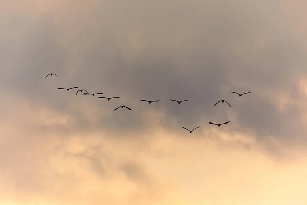 Alacakaranlıkta uçan kuşlar — Stok fotoğraf