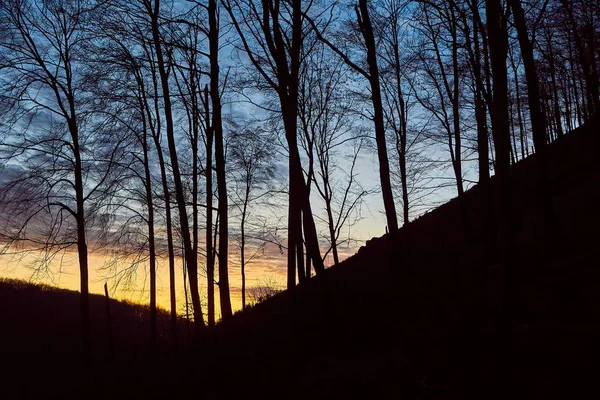 Forest Twilight achtergrond — Stockfoto