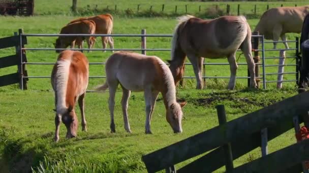 Pferde auf einem Bauernhof — Stockvideo