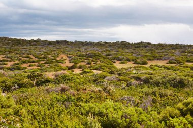 Tasmania'deki / daki manzara