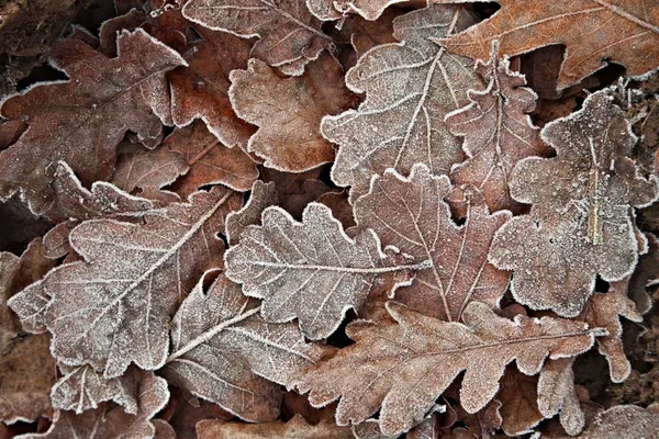 冷ややかな落ち葉 — ストック写真
