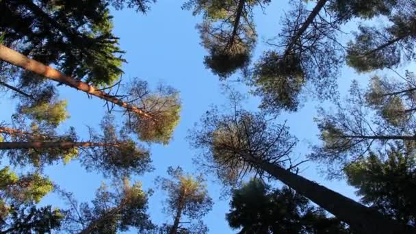 Wind in den Bäumen aus niedrigem Winkel — Stockvideo