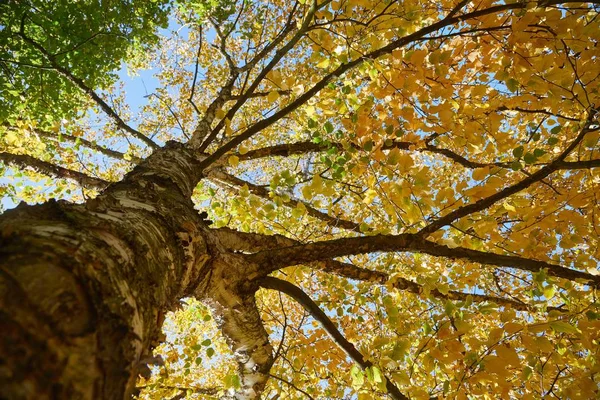 Ramas de árboles de otoño —  Fotos de Stock