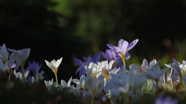 Flores em brisa — Vídeo de Stock