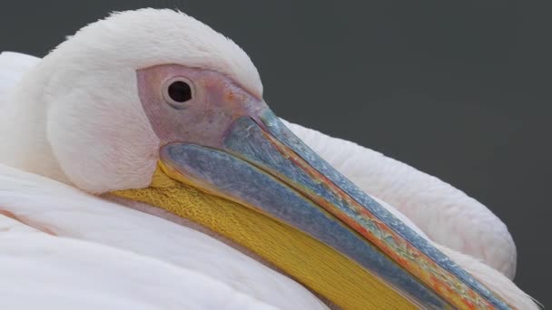 Pelikan głowa zbliżenie — Wideo stockowe