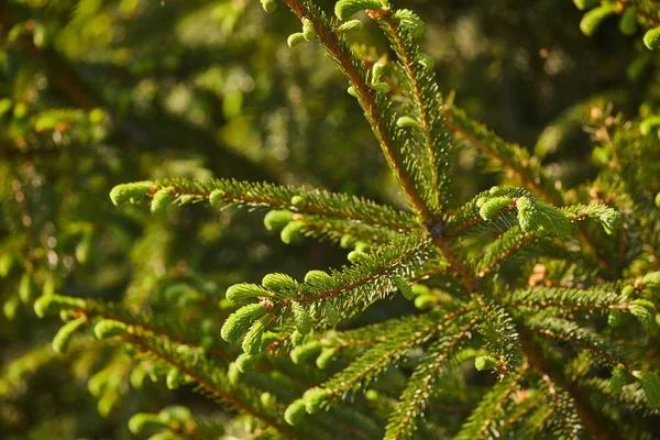 Primo piano dell'albero di pino — Foto Stock