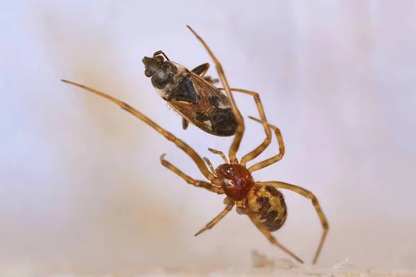 거미와 먹이 — 스톡 사진