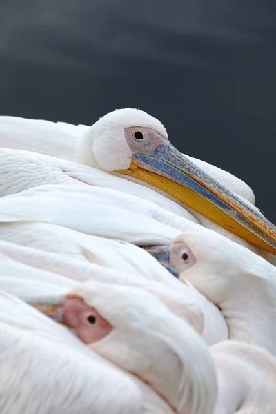 Pelican hoofd close-up — Stockfoto