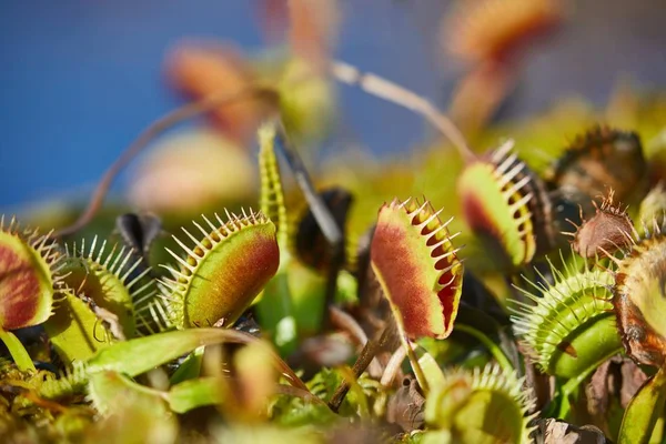 Vênus flytrap planta carnívora — Fotografia de Stock