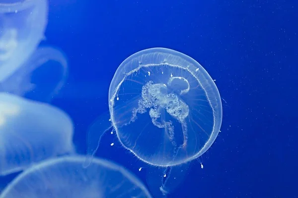 Jellyfish Drifting Background — Stock Photo, Image