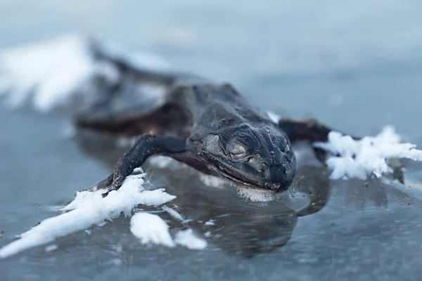 Grenouille congelée sur glace — Photo