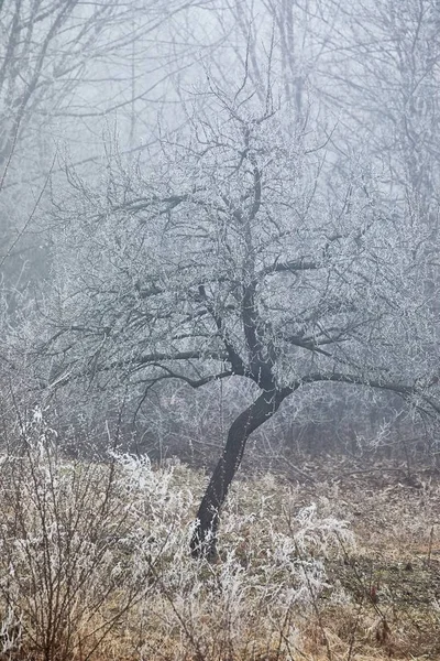 겨울 나무 서 리 — 스톡 사진