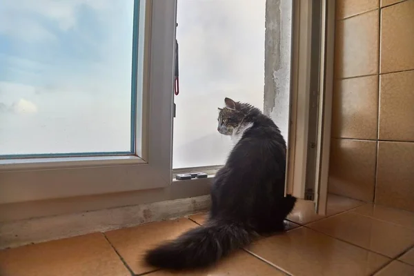 Katze starrt nach draußen — Stockfoto