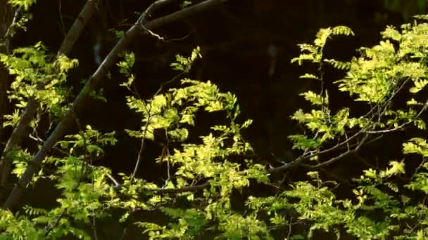 Folhas verdes da primavera — Vídeo de Stock