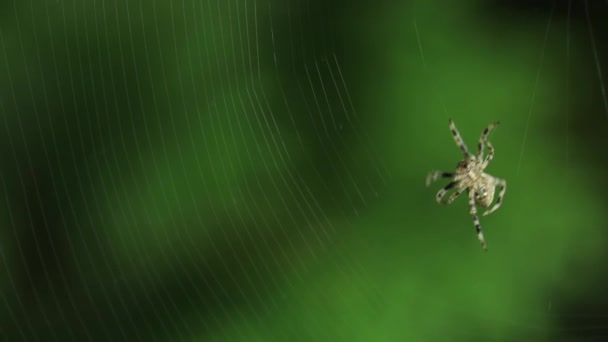 Araignée faisant sa toile 