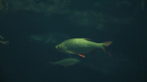 Su altında yüzen balıklar — Stok video