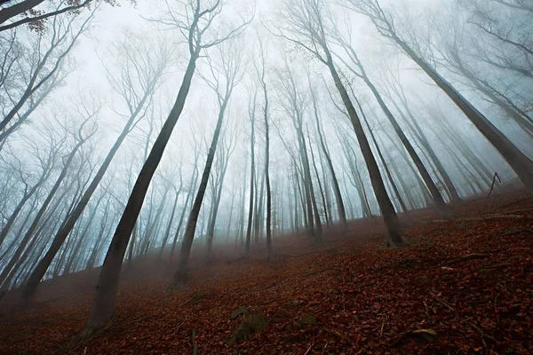 Nevoeiro da floresta de outono — Fotografia de Stock