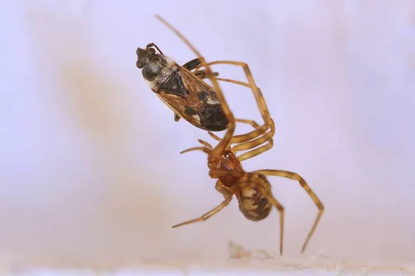 Spider and prey — Stock Photo, Image